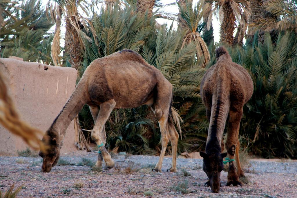 Skoura Lodge المظهر الخارجي الصورة
