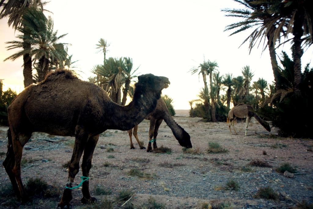 Skoura Lodge المظهر الخارجي الصورة